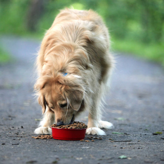 Laky Mast Dog Adult 20kg Dry Food for Adult Dogs
