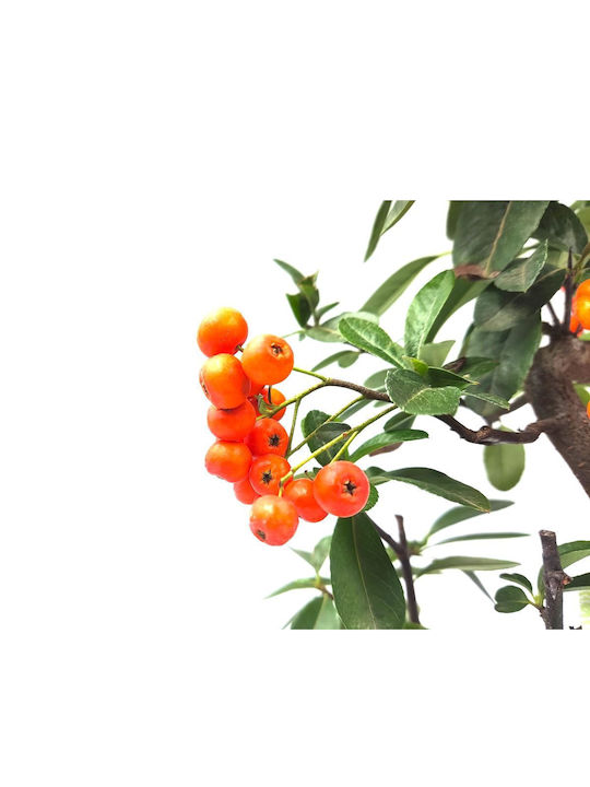 Μπονσάι Pyracantha Angustifolia