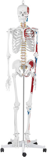 Anatomisches Modell Menschliches Skelett 180 cm + Anatomisches Poster
