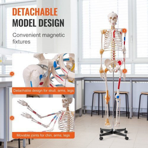 Vevor Educational Model