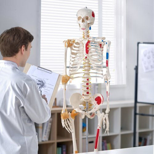 Vevor Educational Model