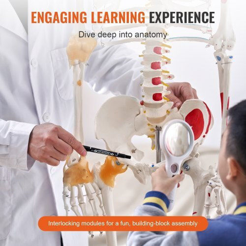 Vevor Educational Model
