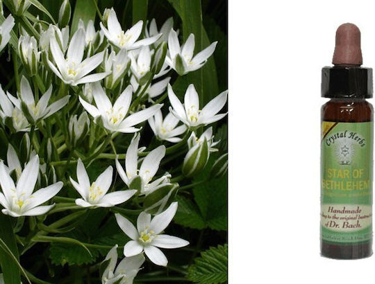 Crystal Herbs Αγριόκρινο (star Of Bethlehem) Ανθοΐαμα 10ml 1τμχ