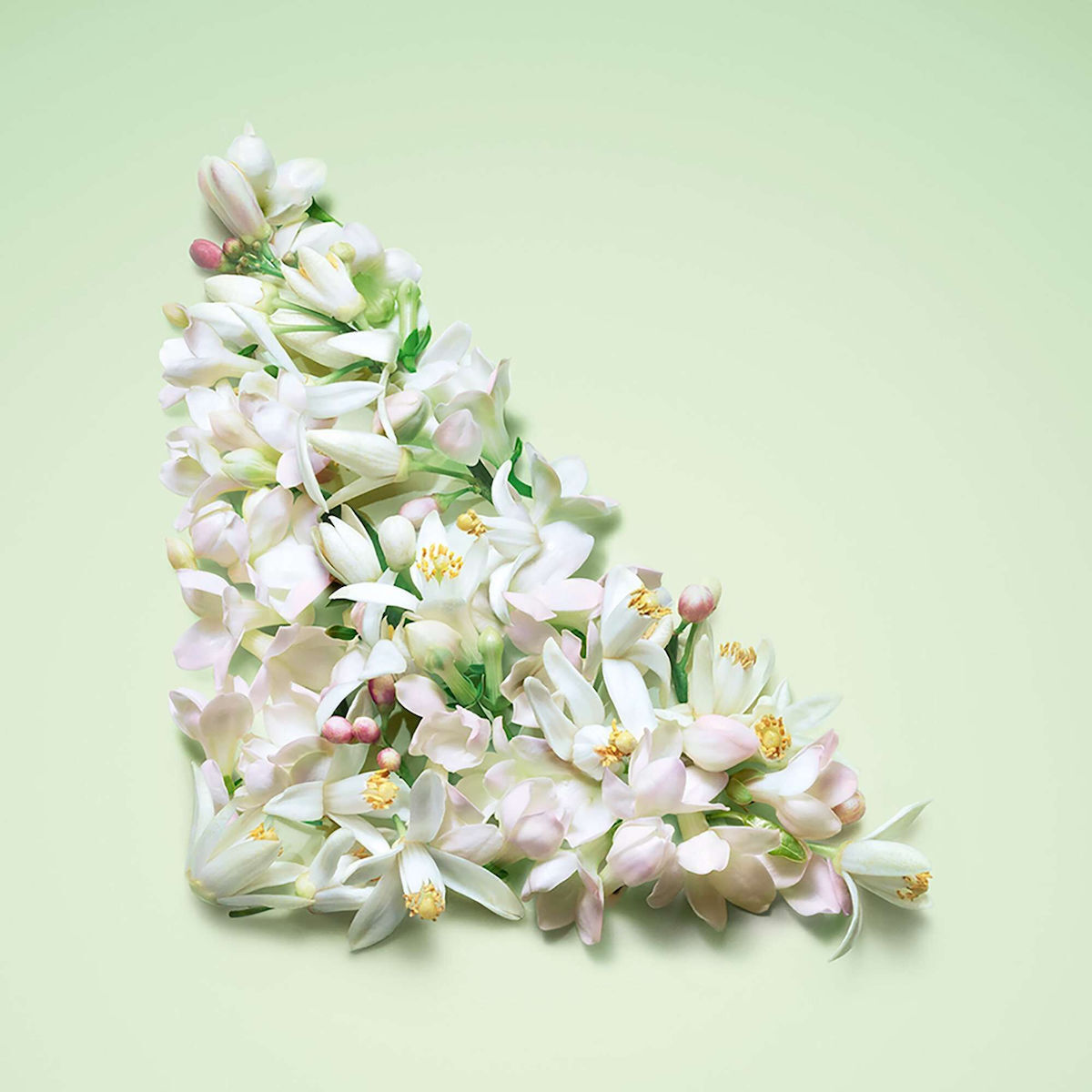 Prada Paradoxe Virtual Flower Eau de Parfum Reincarabila 50ml