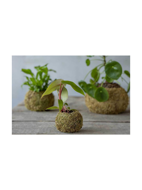 Kokedama Ball Small