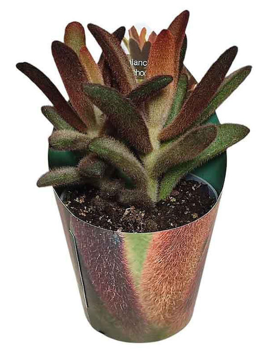 Kalanchoe Schokoladen Soldat 6,5cm