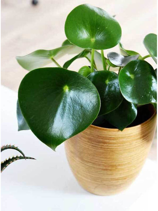 Peperomia Raindrop 12cm Peperomia Raindrop 12cm