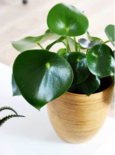 Peperomia 'raindrop' 12cm