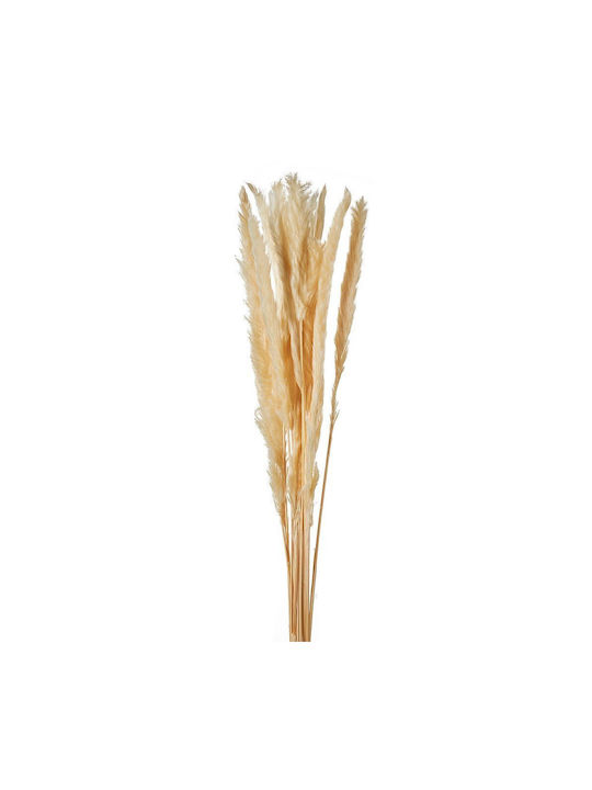 Αποξηραμένο Φυτό Pampas grass Εκρού 15τμχ Nuova Vita Αποξηραμένο Φυτό Pampas grass Εκρού 15τμχ Nuova Vita