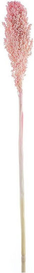 Αποξηραμένο Sorghum 70γρ Ρτ192 Nv-7130192