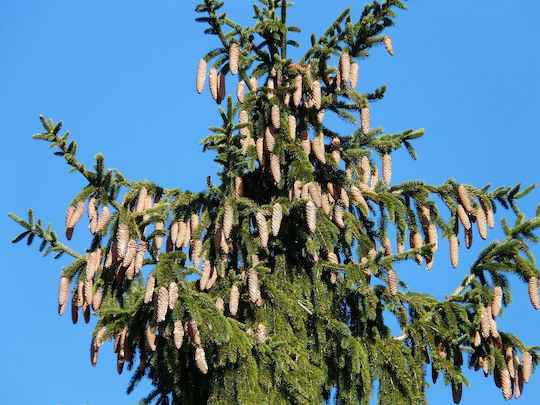 Spanish Fir "Abies Pinsapo Bonsai" 10 Seeds