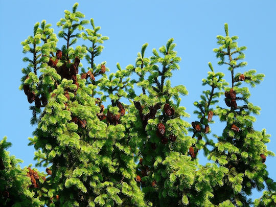 Ισπανικό Έλατο "abies Pinsapo Μπονσάι" 10 Σπόροι