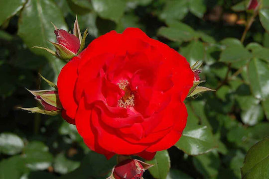 Rosa Montana 'Royal Occasion' 3lt