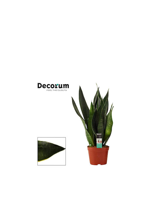 Sansevieria 'black Diamond' 12cm Sansevieria 'black Diamond' 12cm