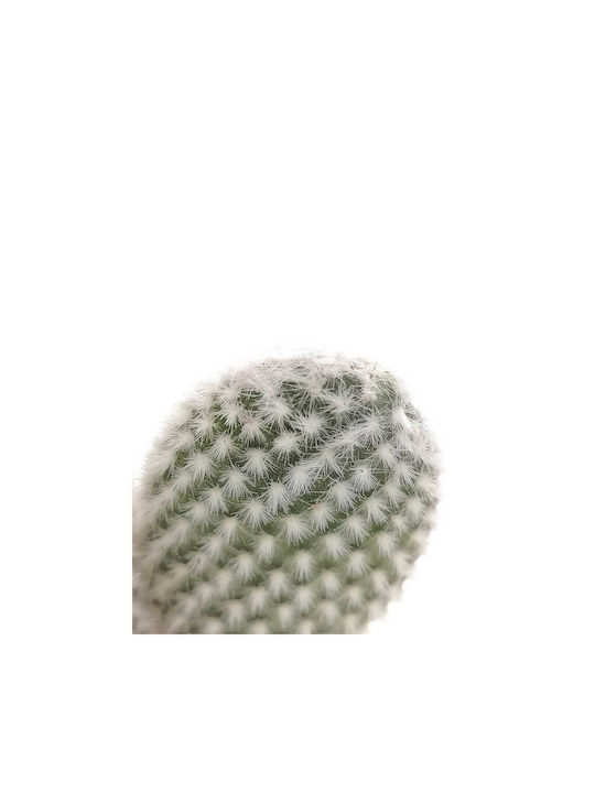 Opuntia 'albispina' 10.5cm Opuntia 'albispina' 10.5cm