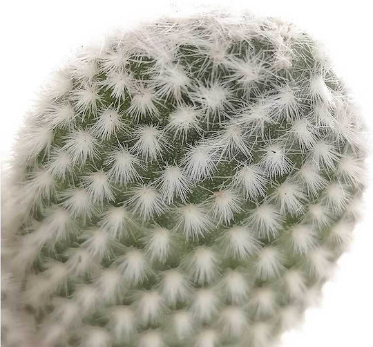 Opuntia 'albispina' 10,5 cm