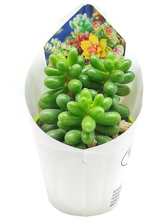 Sedum Hernandezii 6.5cm