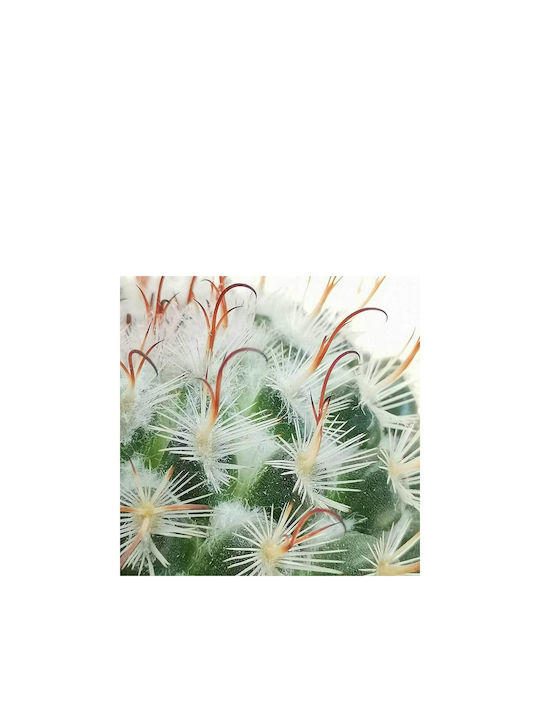 Mammillaria Bombycina Gruppe 10,5 cm