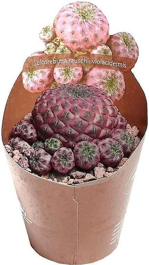Sulcorebutia 'violacidermis' 6,5 cm