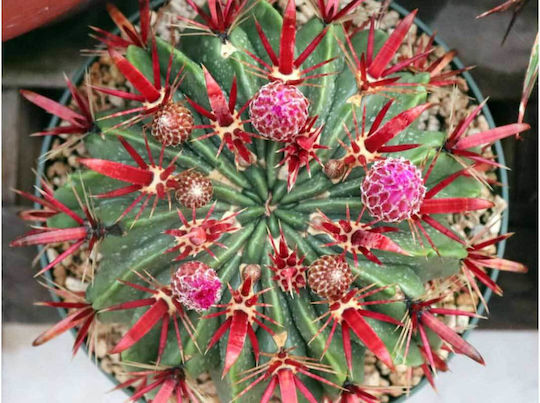 Ferocactus Latispinus 10.5cm