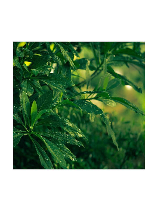 Cereria Molla Aromatisches Kerze Tea & Lemongrass in Gefäß mit Parfüm Tea & Lemongrass 700gr