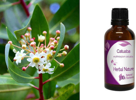 Catuaba Tincture 50ml Nature & Body