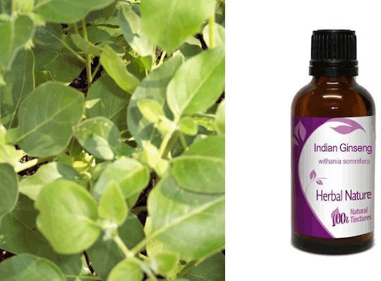 Indischer Ginseng Tinktur Ashwagandha 50ml Natur & Körper