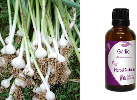 Σκόρδο Βάμμα Garlic 50ml Nature & Body