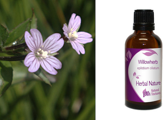 Willowherb Tincture 50ml Nature & Body