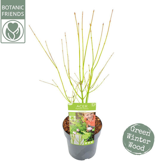 Acer Palmatum "going Green"