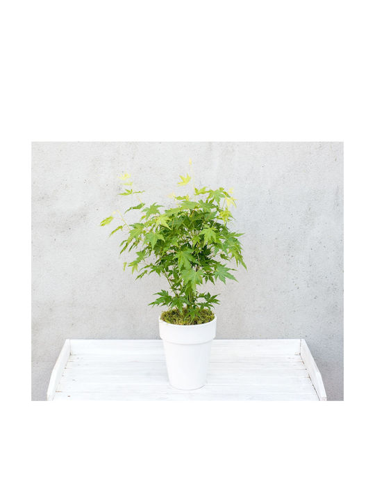 Acer Palmatum "going Green"