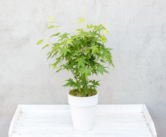 Acer Palmatum "Going Green"
