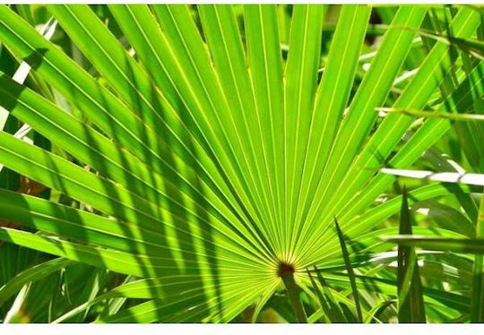 Serenoa Palmetto Sägepalmetto 30ml