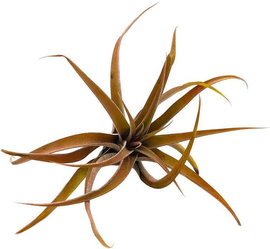 Αερόφυτο Tillandsia Capitata "peach Red"