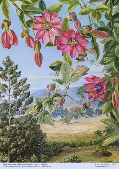 Puzzle 500 tlg. Flamme Baum Nord-Ansicht Im Botanischen Garten von Brisbane