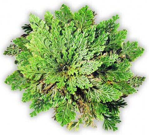 Primasem Samen Primasem Samen