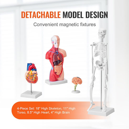 Vevor Internal Organs Model