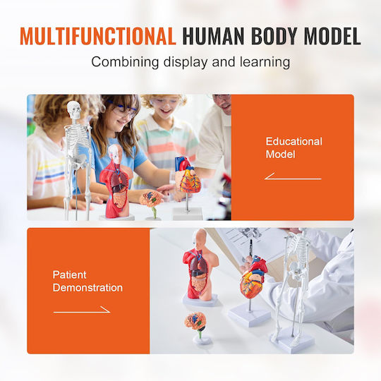 Vevor Internal Organs Model