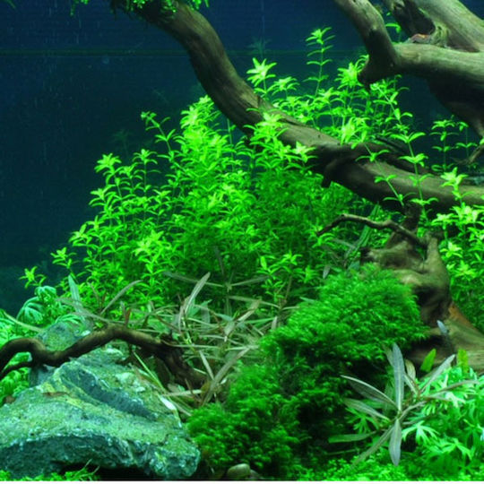 Tropica Micranthemum Glomeratum 1-2 Grow