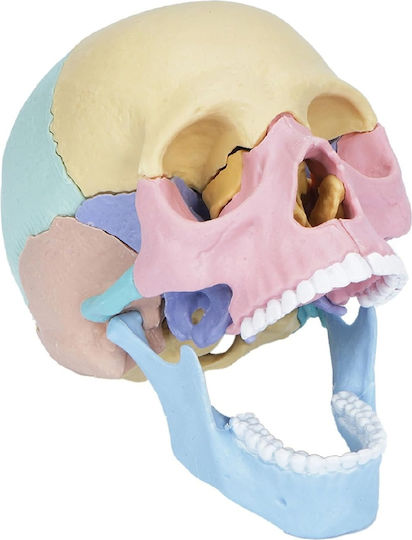 Model de Craniu Uman 1:2 17 Părți Mobile 10 Carduri Explicative Copii 3 Ani+ Plastic 11x14.5x8.6cm Multicolor