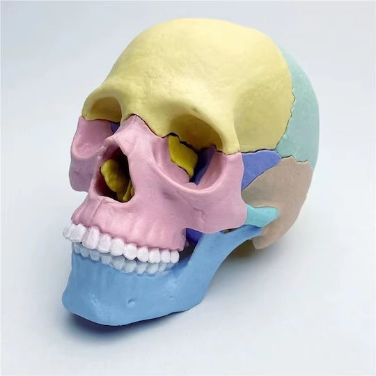 Model de Craniu Uman 1:2 17 Părți Mobile 10 Carduri Explicative Copii 3 Ani+ Plastic 11x14.5x8.6cm Multicolor