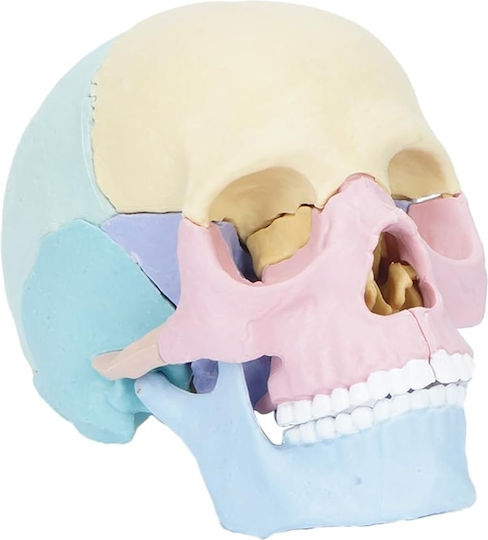 Model de Craniu Uman 1:2 17 Părți Mobile 10 Carduri Explicative Copii 3 Ani+ Plastic 11x14.5x8.6cm Multicolor