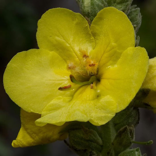 Verbascum Flower Lebanon 100 Gr