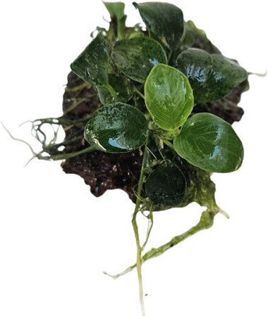 Misirlis Aquarium Anubias Petite Ζωντανό Φυτό Ενυδρείου