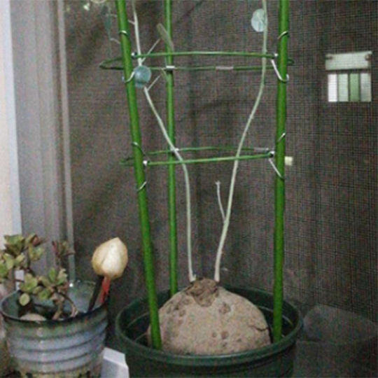 Suport pentru Flori Zola Formă Circulară Diametru 19 Cm Verde