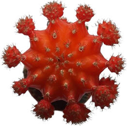Кактус Gymnocalycium Присаден Оранжев В:13см Ø6см