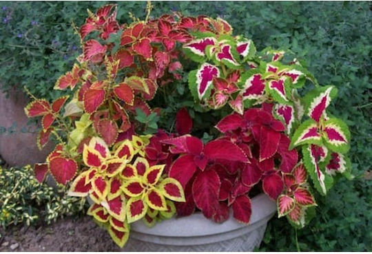 Gemma Semințe Coleus Multicolor 0.2gr/700buc