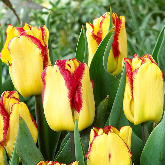 Gemma Seeds Tulipς Yellow