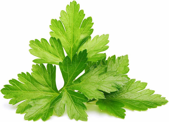 Click and Grow Σπόροι Κόλιανδρο 3τμχ