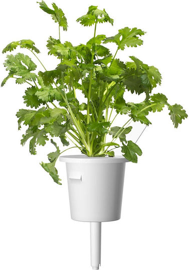Click and Grow Σπόροι Κόλιανδρο 3τμχ
